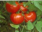 Tomate_hybrid_AR_4edf6880de656