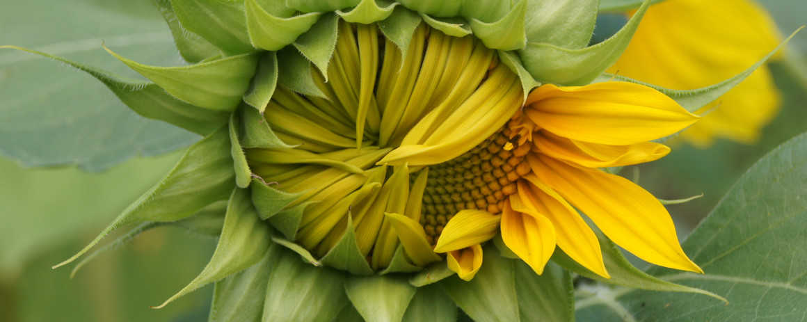 sunflower.jpg