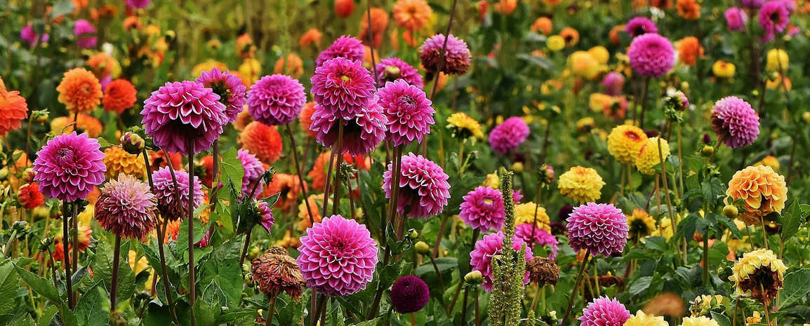 zinnias.jpg