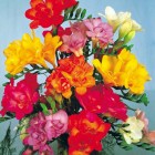 Freesia_54c436a0ed6ee