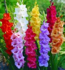 Gladiole_54c4342d9e1ef