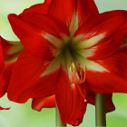 amaryllis2