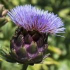 artichoke-591685_1920