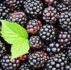 blackberries-1541320_1920