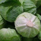 cabbage-1666765_1920