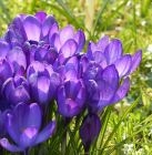 crocus