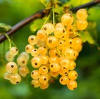 currant-550600_1920