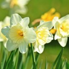 daffodil-733877_1920