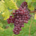 grape-4203_1920