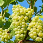 grapes-2656259