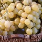 grapes-2976330_1920