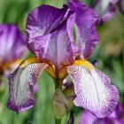 iris2