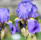 iris