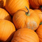 pumpkins-457716_1920