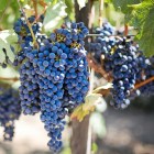 purple-grapes-553464_1920