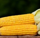 sweetcorn