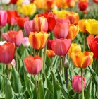 tulips-3359902