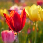 tulips-3389122_1920