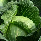 white-cabbage-2747316_1920