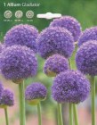 Allium__GLADIATO_506ebad03d48b