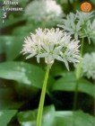 Alliumursinum_4b2be0551e373