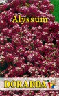 Alyssum_maritimu_4b314490176d8