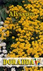 Alyssum_saxatile_4b3147243dd02