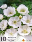 AnemoneBride_1_4b2bdb7b57828