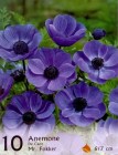 Anemone_de_Caen__56d84de5212a0