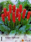 Arum_4b2bdb8592068