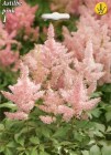 Astilbe_pink_4f89604b639f3