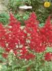 Astilbe_red_4f89605e1597a