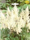 Astilbe_white_4f896071c63ac