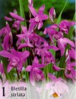 Bletilla_4b2bdb88d242d