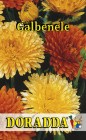 Calendula_offici_4b30ee3f55daa