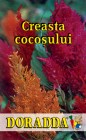 Celosia_plumosa_4b3146b86487f