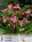 Crinum_4b2bdb9eb0743