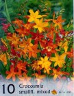 Crocosmia_4b2bdba1680f3