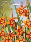 Crocosmia_Emily__4f89600f216dd