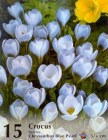 CrocusBluePearl_4b2bdf93bcf64