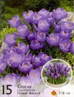 CrocusFlowerR_4b2bdf96cb5ea