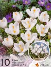 CrocusJeannedArc_4b2bdf99e0632