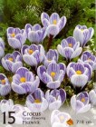 CrocusPickwick_4b2bdf9cc2097