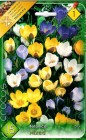 Crocus_Botanical_57ee48a83bdd0