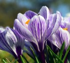 Crocus_Botanical_59e0b4c5cb68a