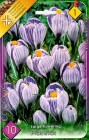 Crocus_Large_Flo_57ee4748917fd