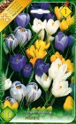 Crocus_Large_Flo_57ee47a72a56a