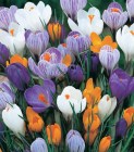 Crocus_Large_Flo_59e0b3e37cdc6