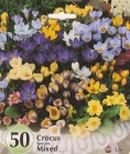 Crocus_Specied___524591aee32fb