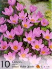 CrocussiebViolet_4b2bdfaef25cf